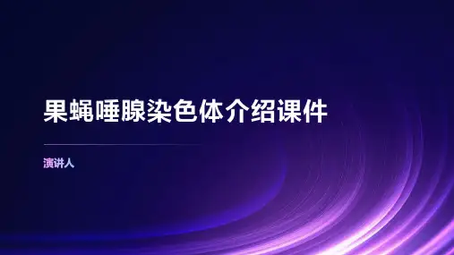 果蝇唾腺染色体介绍课件