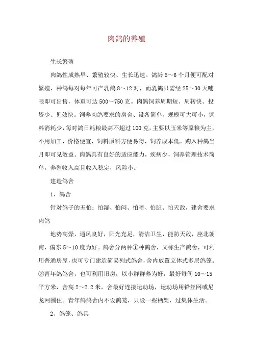 肉鸽的养殖