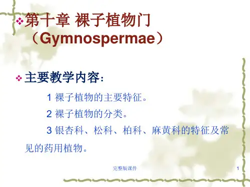 药用植物学 第10章 裸子植物门ppt课件