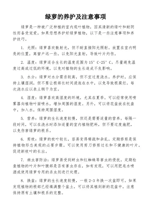 绿萝的养护及注意事项