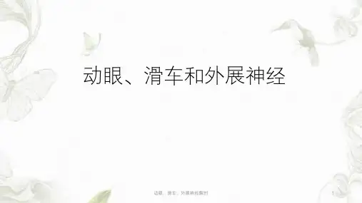 动眼、滑车、外展神经解剖ppt课件