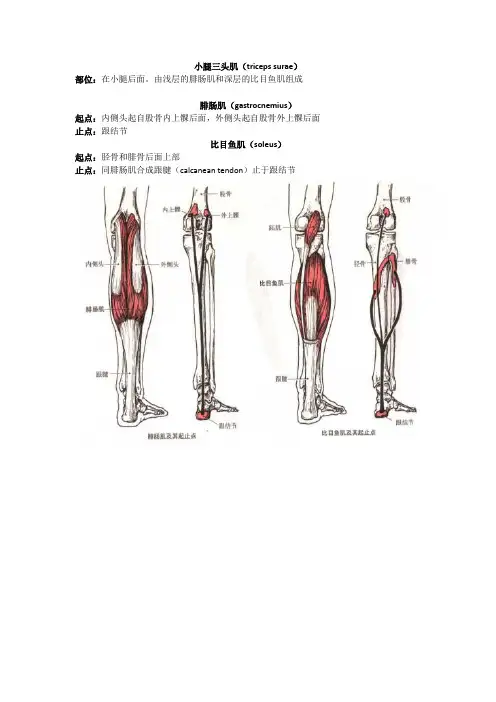 健身教练培训：腓肠肌