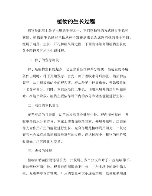 植物的生长过程