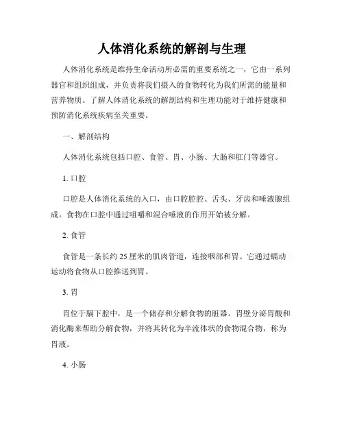 人体消化系统的解剖与生理