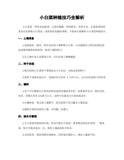 小白菜种植技巧全解析