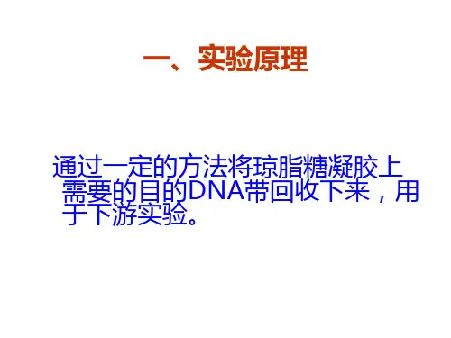 实验十一DNA凝胶回收
