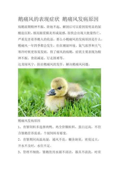 鹅痛风的表现症状 鹅痛风发病原因