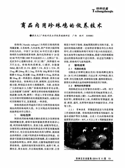 商品肉用珍珠鸡的放养技术