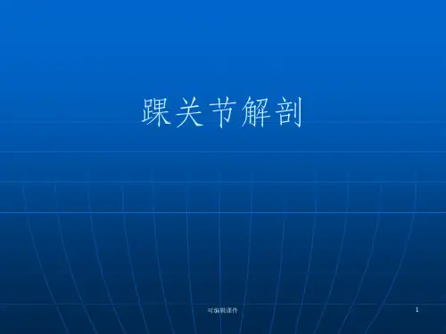 踝关节解剖(详解)PPT课件