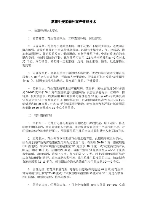 夏花生麦垄套种高产管理技术