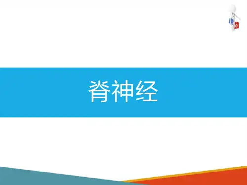 神经系统—周围神经系统(系统解剖与组织胚胎学课件)