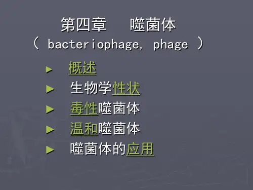 医学微生物学 噬菌体
