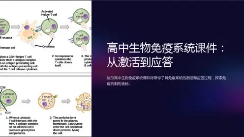 高中生物免疫系统课件：从激活到应答