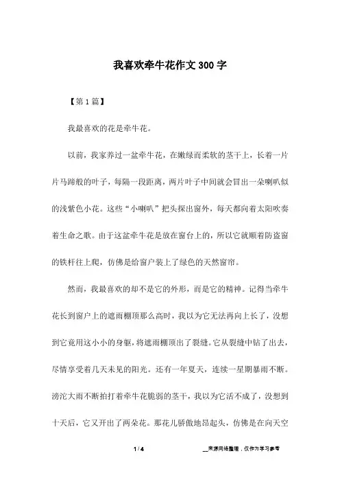 我喜欢牵牛花作文300字