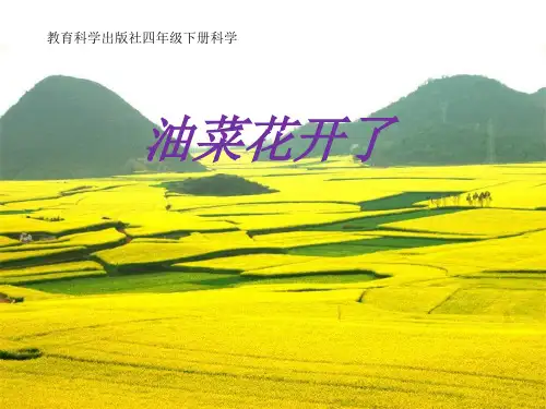 四年级下 油菜花开了 教科版实用PPT (共14张PPT)