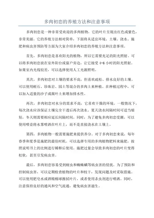 多肉初恋的养殖方法和注意事项