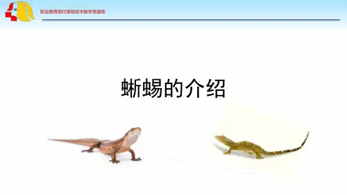 蜥蜴的介绍.