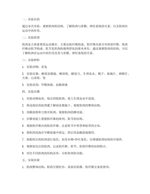 肌肉结构观察实验报告