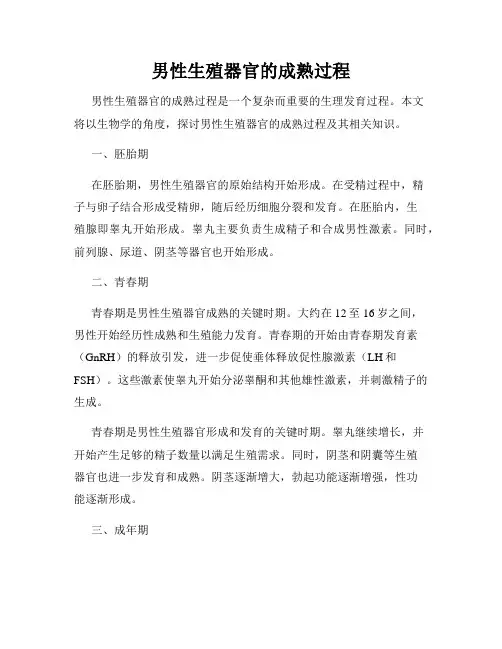 男性生殖器官的成熟过程