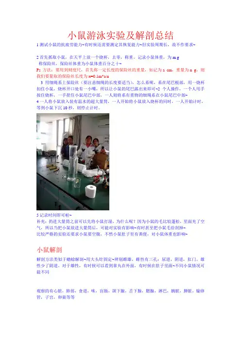 小鼠游泳实验及解剖总结