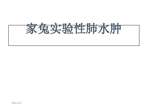 家兔急性肺水肿--