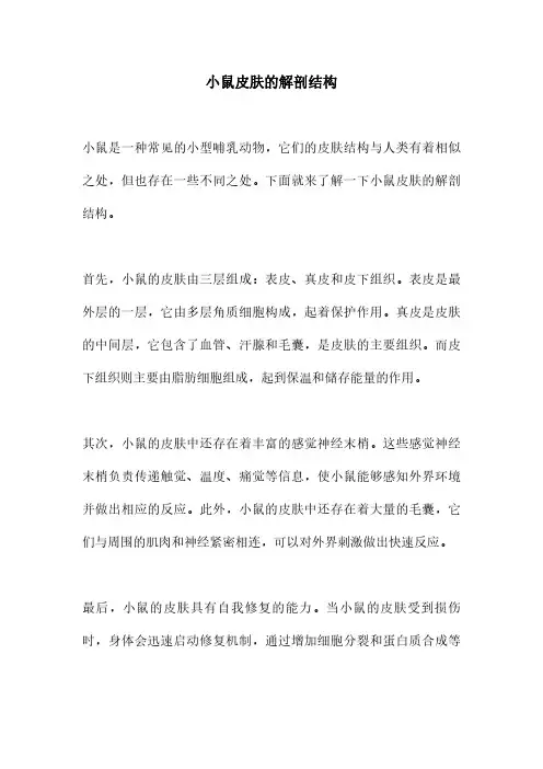 小鼠皮肤的解剖结构