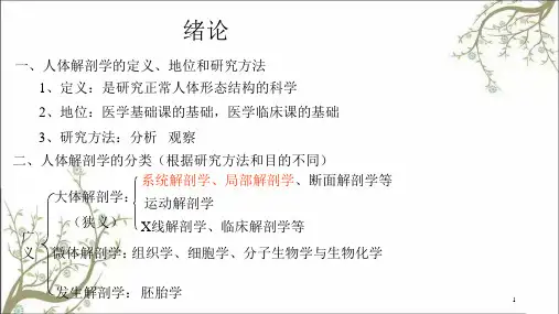 人体解剖骨课件