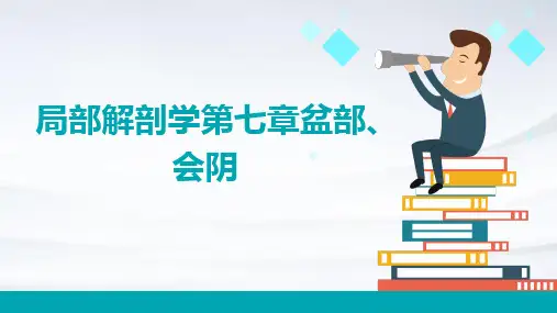 局部解剖学第七章盆部、会阴