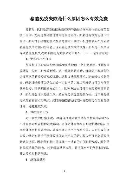 猪瘟免疫失败是什么原因？怎么有效免疫