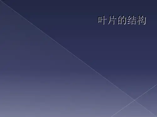叶片的结构