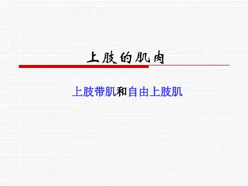 上肢的肌肉