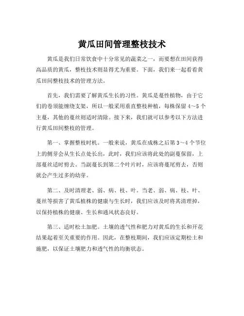 黄瓜田间管理整枝技术