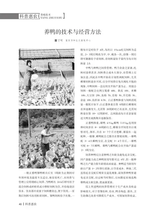 养鸭的技术与经营方法