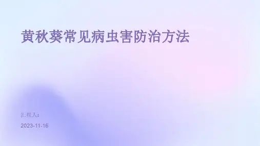 黄秋葵常见病虫害防治方法