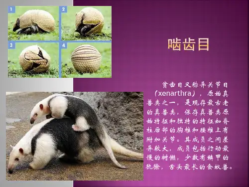 啮齿目