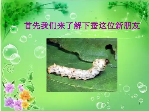 《我们来养蚕》(课堂PPT)