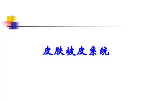 皮肤被皮系统