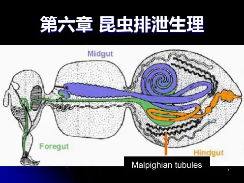第六章 昆虫的排泄