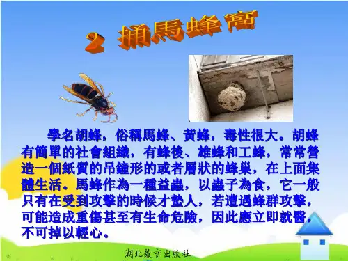 粤教版七年级语文课件-捅马蜂窝