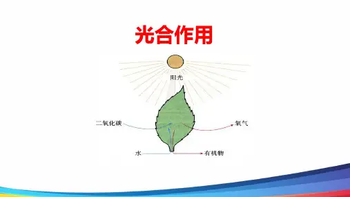 高中生物光合作用 精品优质课PPT课件