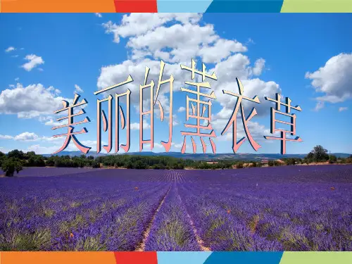 《美丽的薰衣草》少儿美术PPT课件