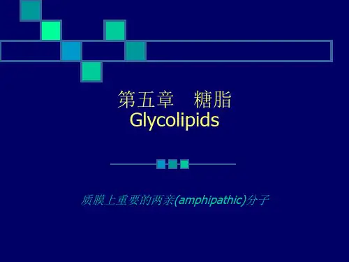 第五章 糖脂 PPT课件