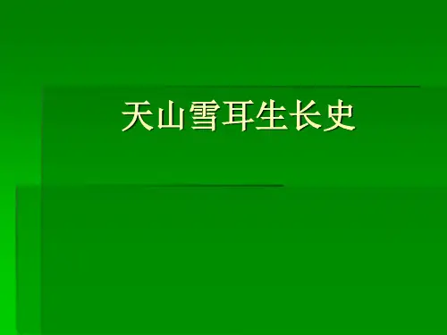天山雪耳生长史