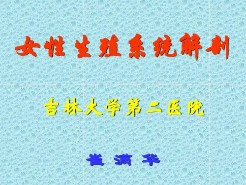 女性生殖系统解剖