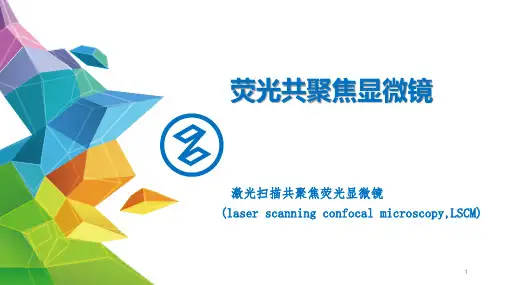 荧光共聚焦 激光扫描共聚焦ppt课件