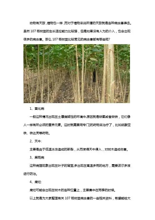 107杨树苗常见病虫害