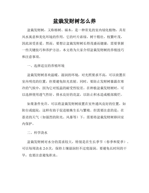 盆栽发财树怎么养