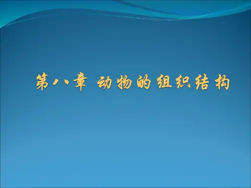 动物的组织结构