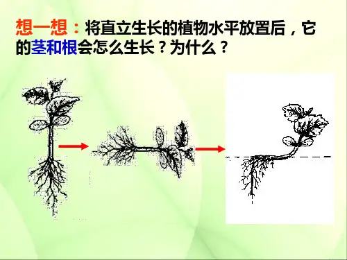 生长素的生理作用优质说课稿公开课一等奖课件省赛课获奖课件