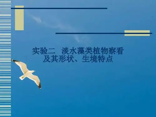 《实验藻类鉴定一》ppt课件